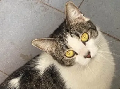 Gato Srd Pequeno 1-ano