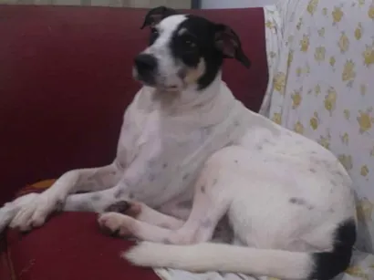 Cao Sem definiçao Medio 2-anos