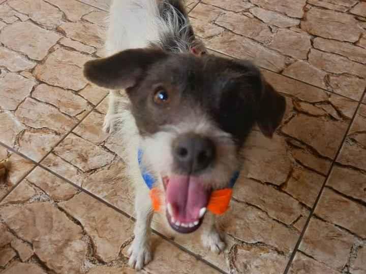 Adoção de Cachorro Campinas/SP | Lili | 2 anos | Raça Srd | tamanho Médio