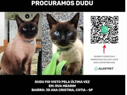 Gato Siames Pequeno 3-anos