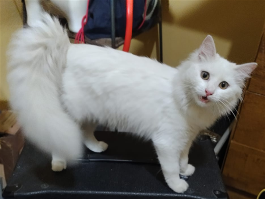 Gato Angorá branco  Medio 7-a-11-meses