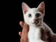 Gato  Medio 7-a-11-meses