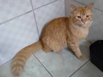 Gato Angora  Medio 2-anos