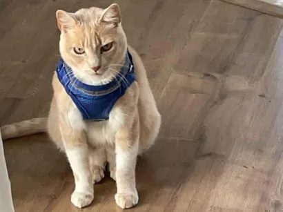 Gato Não sei Pequeno 1-ano