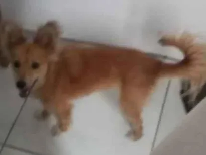 Cao Não Definida Pequeno 1-ano
