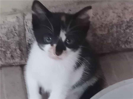 Gato Sem raça definida Pequeno Abaixo-de-2-meses