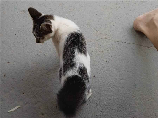Gato tamanho Pequeno Macho 2-a-6-meses para adoção