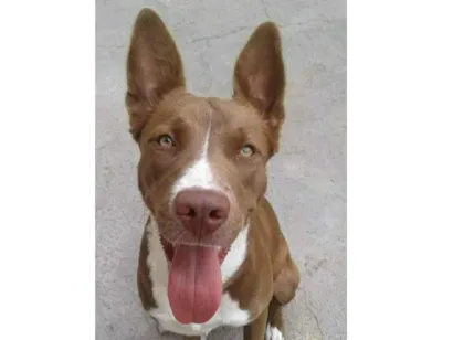 Cao Pitbull  Grande 3-anos