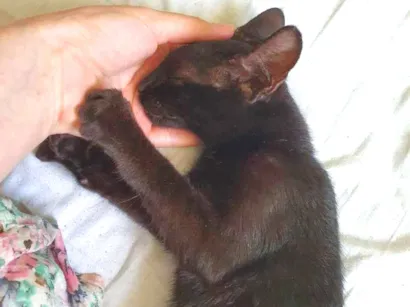 Gato  Pequeno 7-a-11-meses