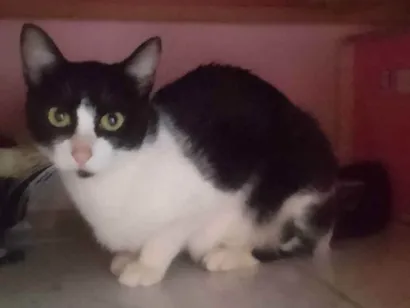 Gato Srd Pequeno 2-a-6-meses