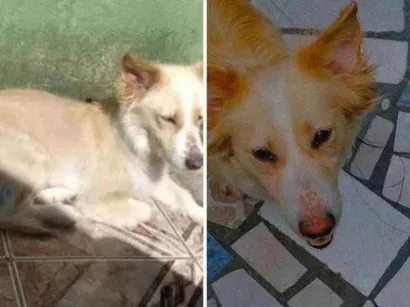 Cao Desconheço Medio 6-anos-Acima