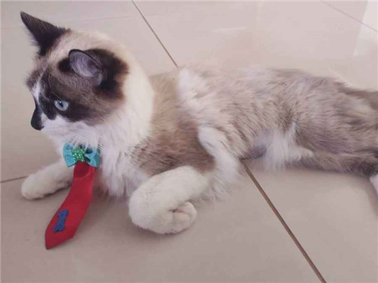 Gato tamanho Pequeno Macho 7-a-11-meses para adoção