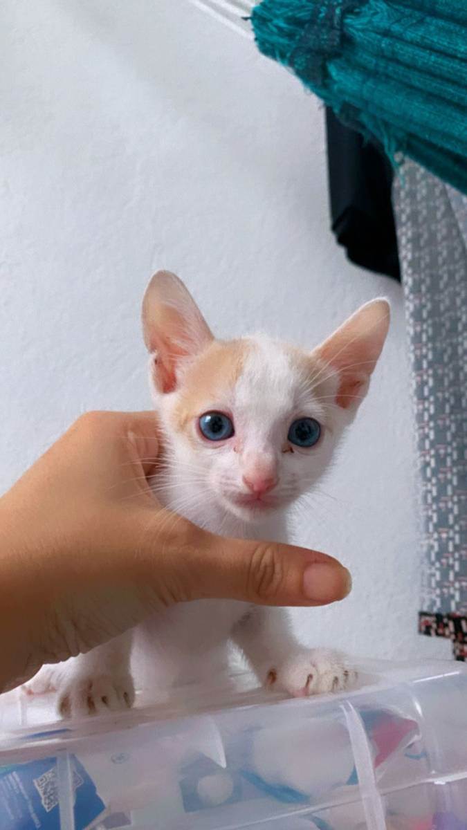 Cuidado de Gatinho em COQUINHOS