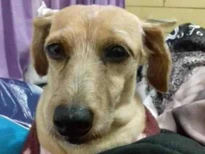 Cao Sem raça  Pequeno 6-anos-Acima