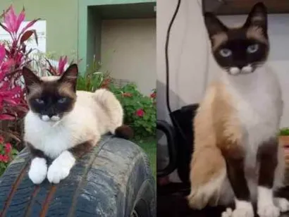 Gato Siamês mestiça  Medio 6-anos-Acima