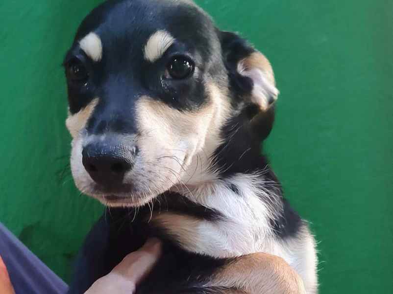 Adoção de Cachorro São Paulo/SP | guga | 7 a 11 meses | Raça srd | tamanho Médio
