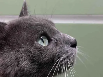 Gato Oriental  Pequeno 2-anos