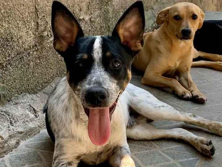 Adoção de Cachorro Itapevi/SP | Marcelina | 2 a 6 meses | Raça SRD | tamanho Médio