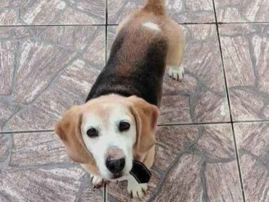 Cao Beagle Medio 6-anos-Acima