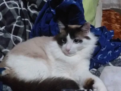 Gato Srd Medio 3-anos