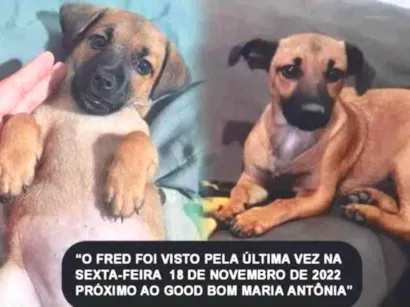 Cao Fox paulistinha  Pequeno 7-a-11-meses