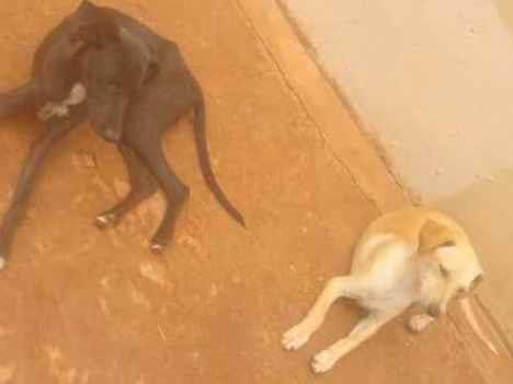 Cachorros de Keila barbosa Alves (5) em MS - Campo Grande