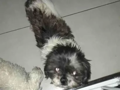 Cao Poodle mini Pequeno 6-anos-Acima