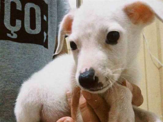 Cachorro tamanho Pequeno Macho 7-a-11-meses para adoção