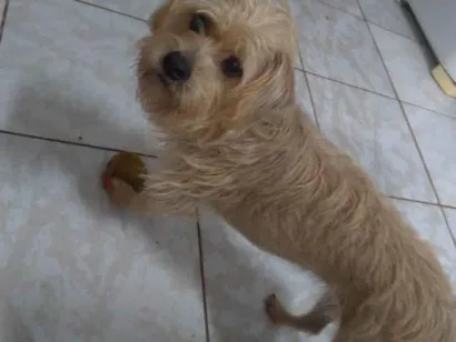 Cao Vira lata Medio 2-anos