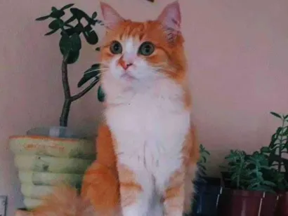 Gato Angorá  Pequeno 4-anos