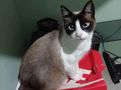 Gato Siamês mestiça Medio 1-ano