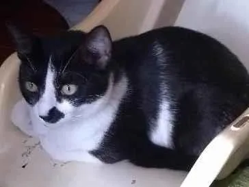 Gato Não sei Medio 2-anos