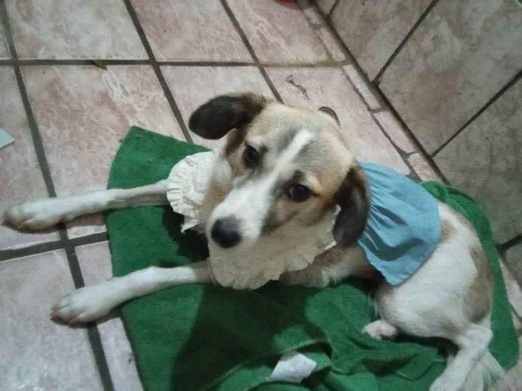 Adoção de Cachorro São Paulo/SP | Luna Meiga | 7 a 11 meses | Raça SRD-ViraLata | tamanho Médio