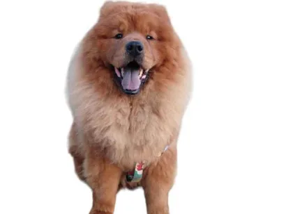 Cao Chowchow  Medio 3-anos