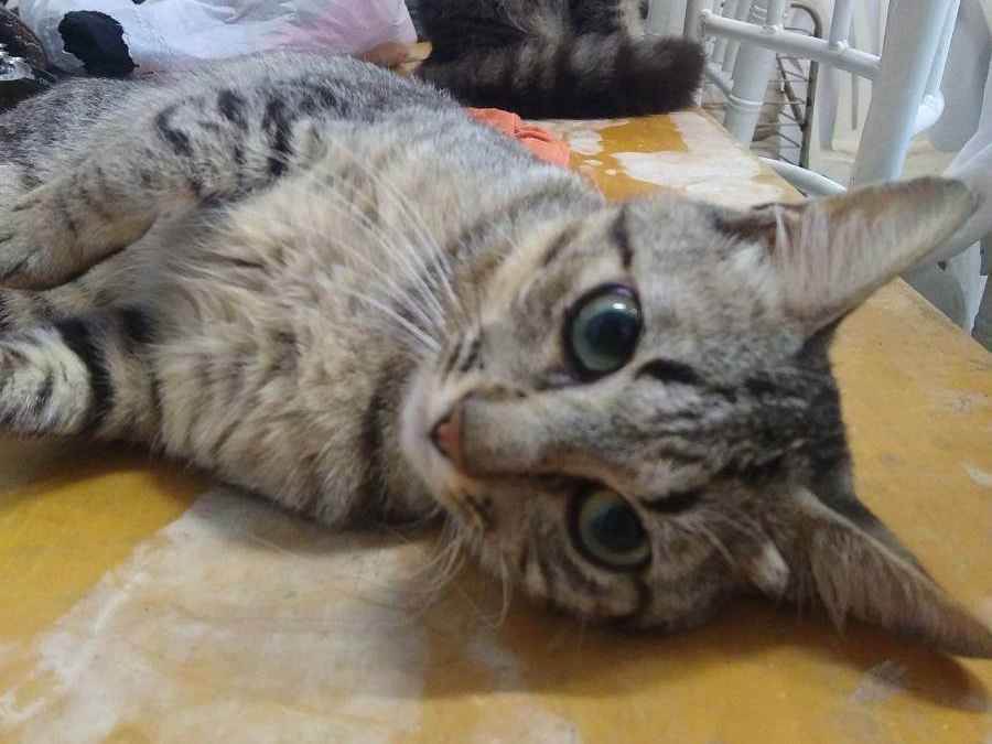 Adoção de Gato São Paulo/SP | lindinha | Filhote | Raça não identificada | tamanho Pequeno