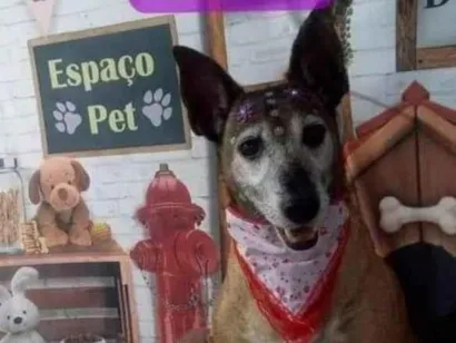 Cao SRD Medio 6-anos-Acima