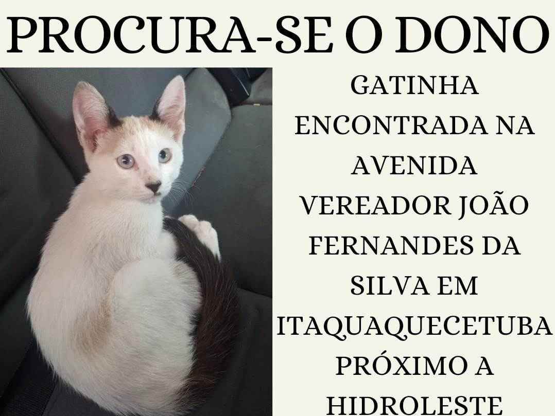 Gato Encontrado Itaquaquecetuba/SP | Gatinho Perdido |   | Raça  | tamanho Pequeno