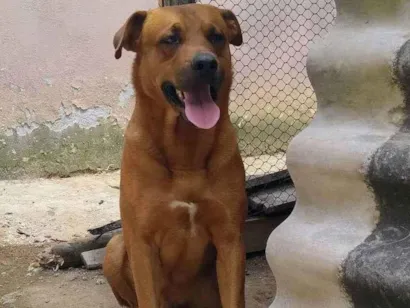 Cao Sem raça definida  Grande 5-anos