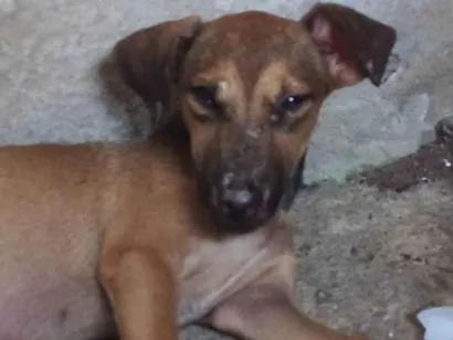 Cao Vira lata  Pequeno 2-a-6-meses