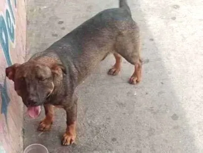 Cao SRD-ViraLata Medio 1-ano