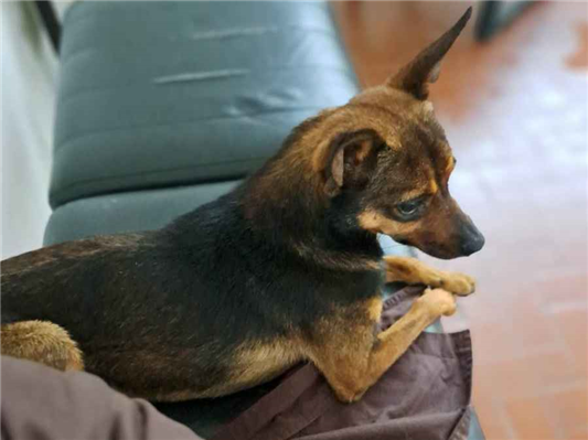Cachorro tamanho Pequeno Ambos 2-a-6-meses para adoção