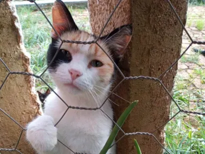Gato SRD-ViraLata Pequeno 2-a-6-meses