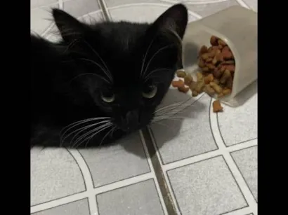 Gato Sem raça Pequeno 2-a-6-meses