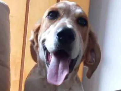 Cao Labrador  é vira lata  Grande 2-a-6-meses