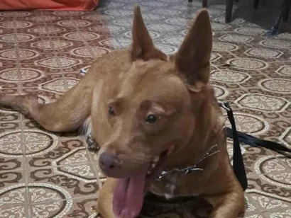 Cao Pit-Bull Mistura Grande 7-a-11-meses