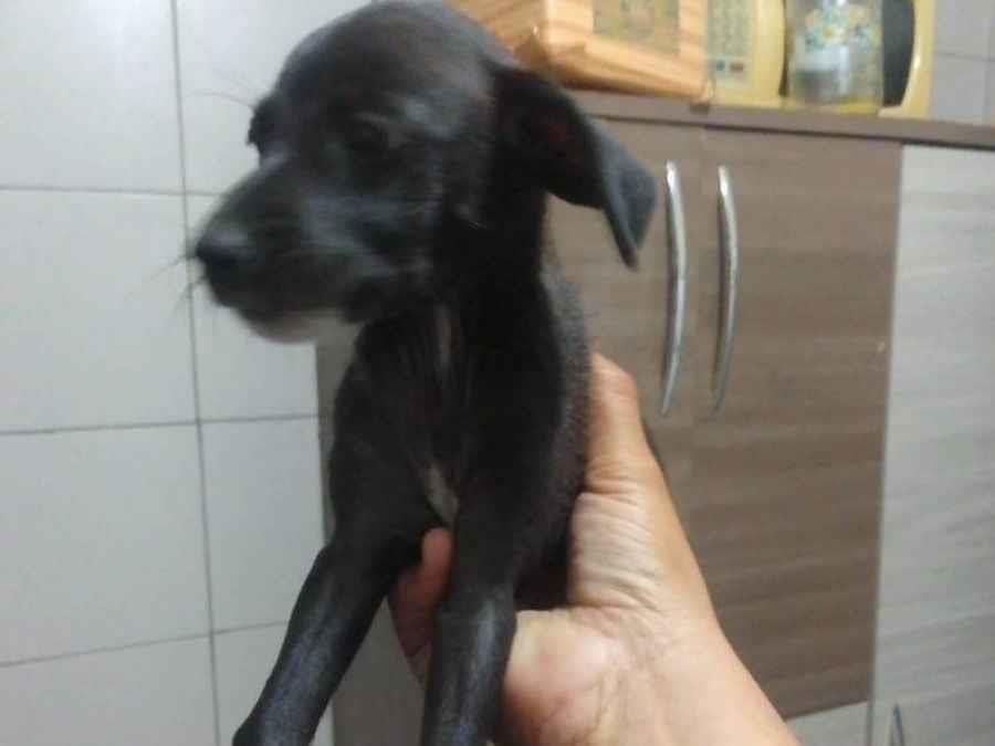 Adoção de Cachorro Maracanaú/CE | Blankinha | 2 a 6 meses | Raça SRD-ViraLata | tamanho Médio