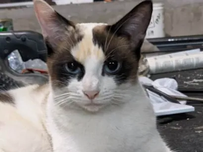 Gato SRD-ViraLata Medio 2-anos