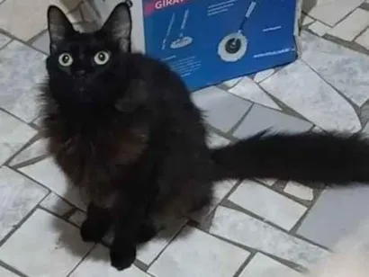 Gato SRD-ViraLata Medio 5-anos