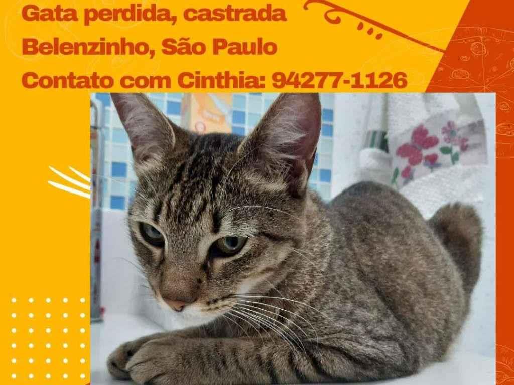 Adoção de Gato São Paulo/SP | Luvinhas | 2 anos | Raça SRD | tamanho Pequeno