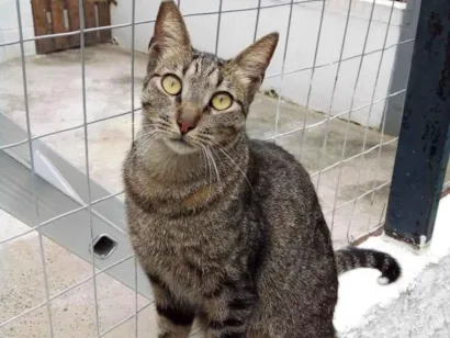 Gato SRD Medio 3-anos